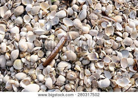 Sea Shell Background On The Beach With Lots Of Cockleshell, Clamshell, Mussels, Razor Shell. Nature 