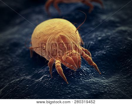 3d rendered illustration of a house dust mite