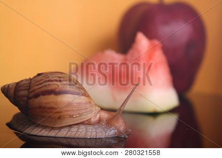 A Snail With An Apple And A Piece Of A Watermalon