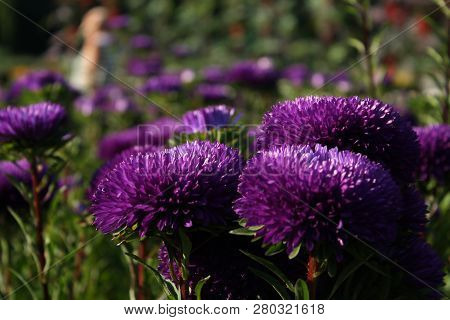 View On Purple Blossom Asters, Flower Backgrond
