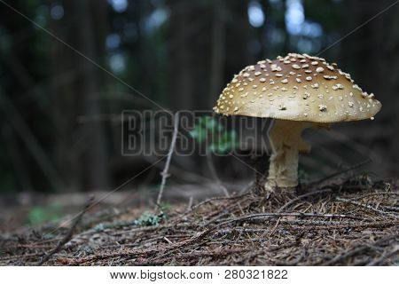 View From Ground, Dangerous Mushroom, Fly Agaric