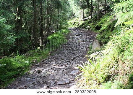 Tourist Path In Mountian Forest, Forest View