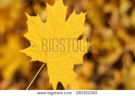 Autumn Background, Isolated Falling Yellow Maple Leaf