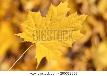Autumn Background, Isolated Falling Yellow Maple Leaf