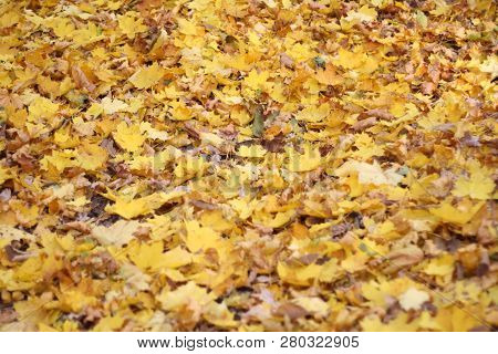 Autumn Photo, Many Yellow (gold) Maple Leaves,