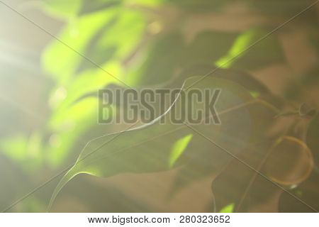 Nature, Green Leaves On Branch, Againts Light