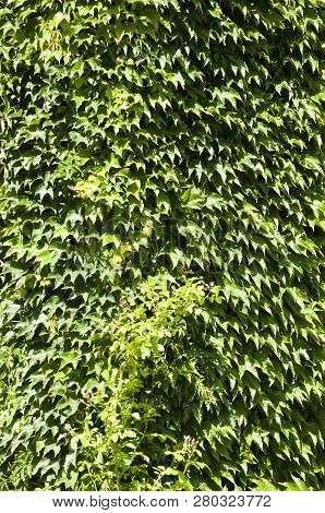 Go Green. Green Creeper Or Climber Plant Background. Vines Growing On Wall In Summer. Green Plant Cl