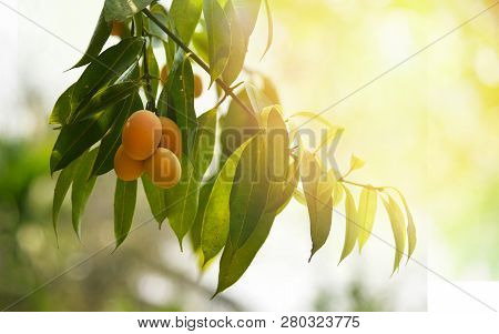 Plum Mango Tropical Fruit On Tree / Ripe Of Sweet Marian Plum Mango Fruit Maprang In Thai