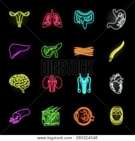 Internal Organs Of A Human Neon Icons In Set Collection For Design. Anatomy And Medicine Vector Symb