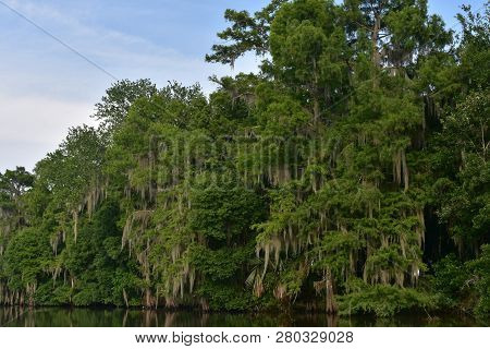 Thick Cypress Trees Growing Along The Banks Of The River In Louisiana.