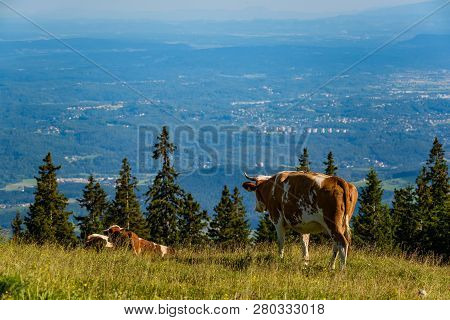 Cows On A Meadow In Alps Austria. Schockl Mountain Above Graz Place To Visit