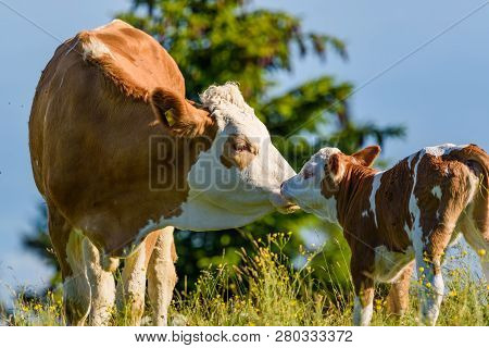 Cows On A Meadow In Alps Austria. Schockl Mountain Above Graz Place To Visit