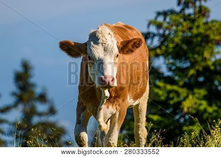 Cows On A Meadow In Alps Austria. Schockl Mountain Above Graz Place To Visit