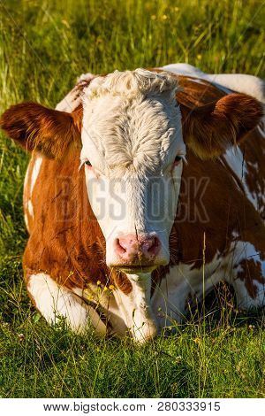 Cows On A Meadow In Alps Austria. Schockl Mountain Above Graz Place To Visit