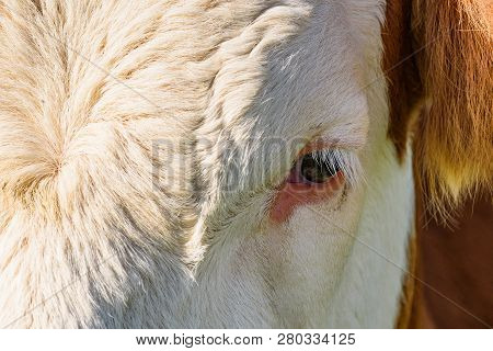 Cows On A Meadow In Alps Austria. Schockl Mountain Above Graz Place To Visit