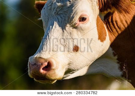 Cows On A Meadow In Alps Austria. Schockl Mountain Above Graz Place To Visit