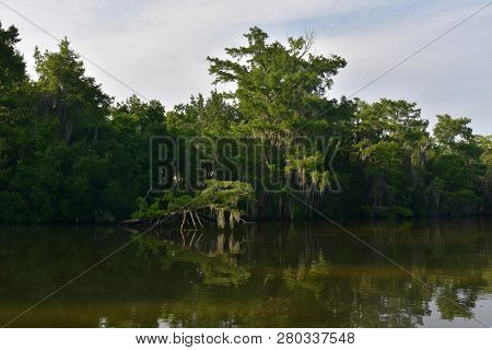Shadows Runing Along The Shallow Riverways Of The Bayou.