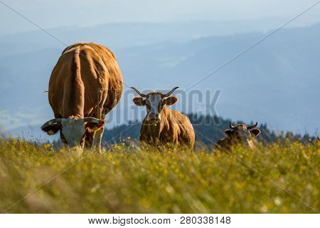 Cows On A Meadow In Alps Austria. Schockl Mountain Above Graz Place To Visit