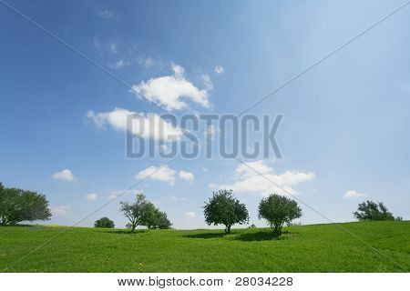 Wüste in Blütezeit. Frühling auf Hügeln der KГјste des Meeres Mittelmeer Gras, Chamomiles kurz und 