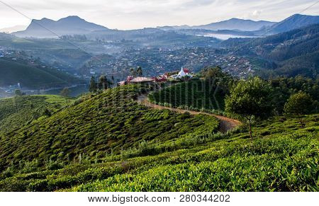 Tea Fields Of Sri Lanka At Single Tree Hill, Nuwara Eliya, Sri Lanka
