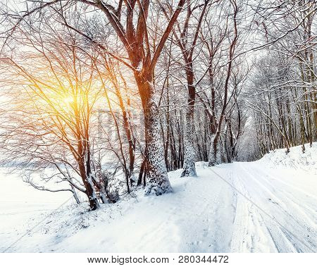 Silence On A Winter Road In The Forest. Lots Of Snow In Winter Time