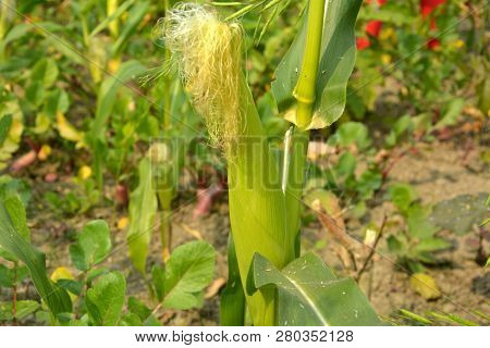 A Green Color Sweet Corn, Aka Corn, Aka Maize Also Known As Bhutta In India Growing In The Field