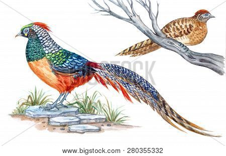 Diamond Pheasant, Male And Female, Watercolor Painting On White Isolated Background. Hybrid Of Pheas