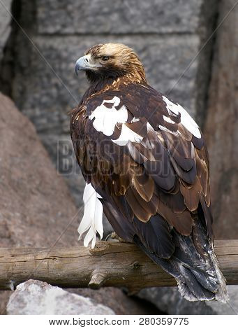 The Kite Is A Large Bird Of Prey, More Than Half A Meter High And Weighing About A Kilogram.