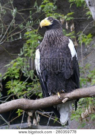 Steller`s Sea Eagle Is A Very Interesting Kind Of Bird, They Are Endowed With The Highest Intelligen