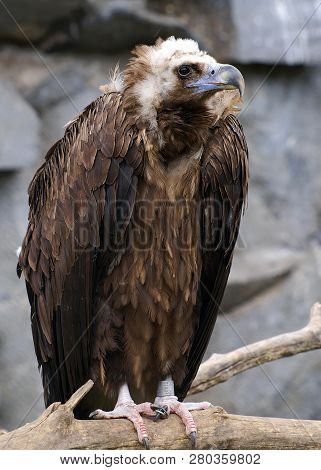 Vulture - Wild Bird In Its Home
