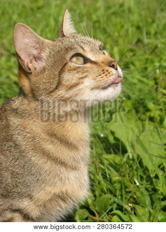 Cute Fluffy Brown Bright Green-eyed Cat Joking And Pranks Shows Tongue And Looks Up