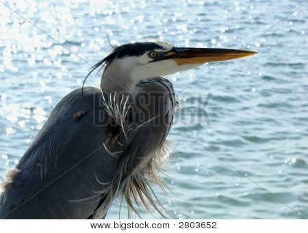 Blue Heron baş Körfezi