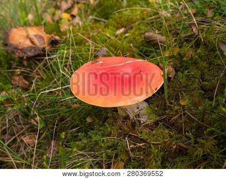 Spotless Fly Agaric Mushroom On Forest Floor