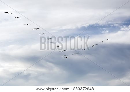 Silhouette Of Birds Flying In V-formation With A Cloudy Sky In The Background