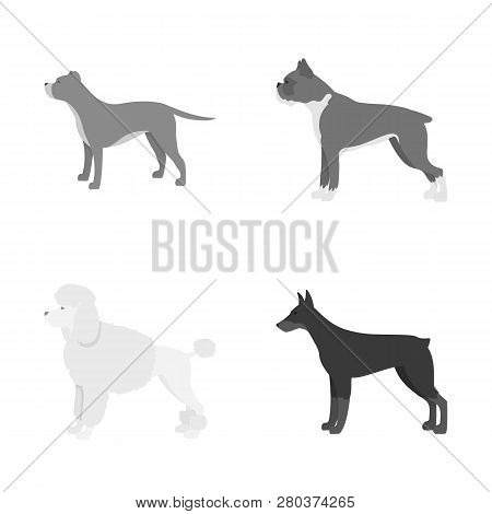 Vector Illustration Of Cute And Puppy Icon. Collection Of Cute And Animal Stock Vector Illustration.
