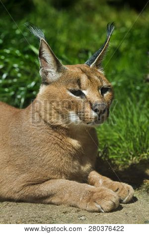 Caracal (Caracal caracal). Wild life animal.