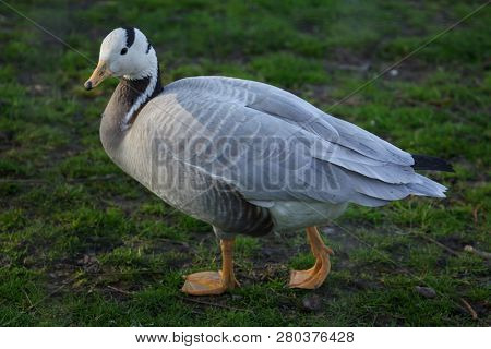 Bar-headed goose (Anser indicus). Wild life bird.
