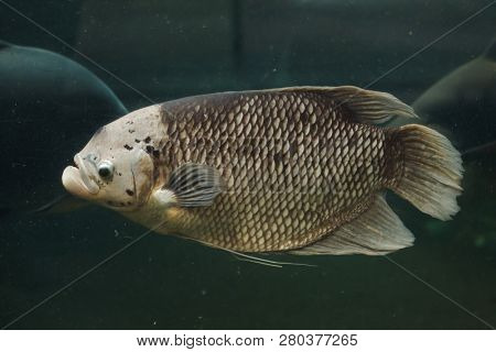 Giant gourami (Osphronemus goramy). Freshwater fish.