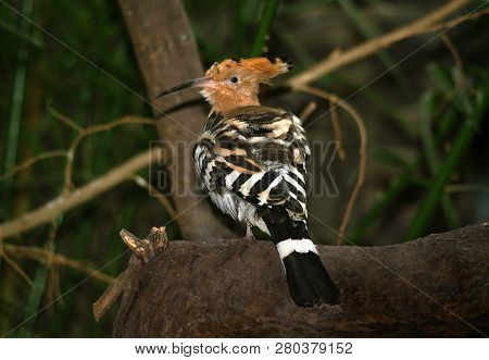 Beautiful Forest Bird-wild Hoopoe. Portrait In The Wild.