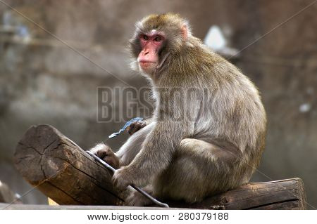 Macaques Are Very Funny, Like Little Children.