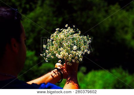 Chamomile Fresh Herbal Plant Bouquet Taken From Natural Green Fields