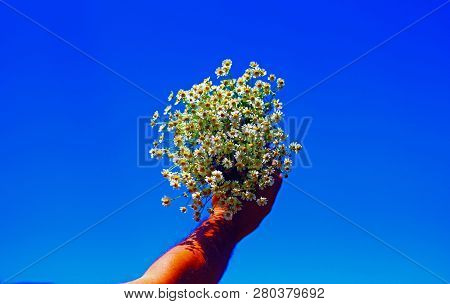 Chamomile Fresh Herbal Plant Bouquet Taken From Natural Green Fields