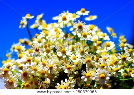 Chamomile Fresh Herbal Plant Bouquet Taken From Natural Green Fields