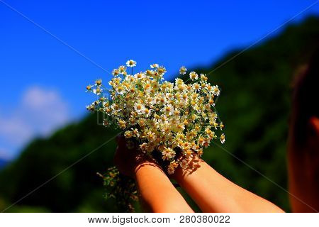 Chamomile Fresh Herbal Plant Bouquet Taken From Natural Green Fields