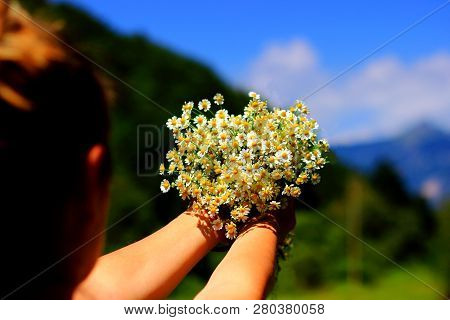 Chamomile Fresh Herbal Plant Bouquet Taken From Natural Green Fields