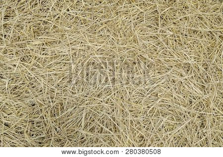 Dry Grass. Texture Of A Dry Grass On The Floor. Capim Seco.