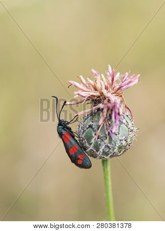 The Six-spot Burnet (zygaena Filipendulae) Sitting On A Blooming Flower.