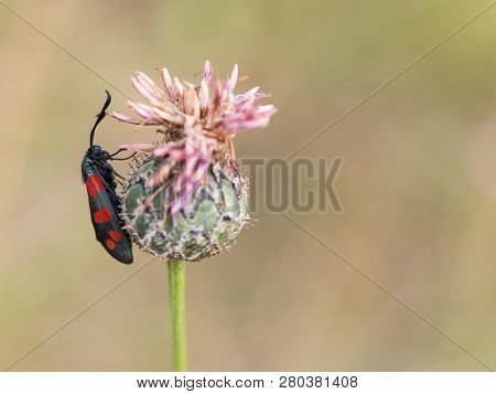 The Six-spot Burnet (zygaena Filipendulae) Sitting On A Blooming Flower.