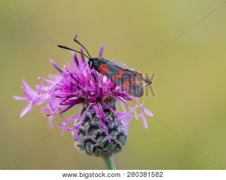The Six-spot Burnet (zygaena Filipendulae) Sitting On A Blooming Flower.