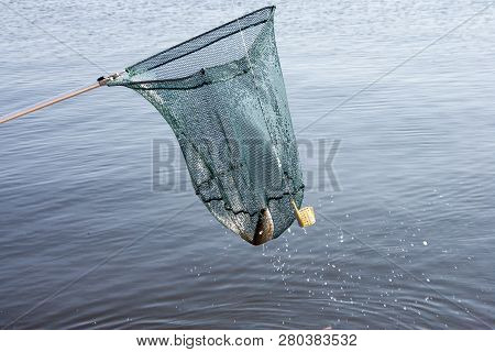The Fisherman Pulls Out A Trout A Net From A Pond In Clear Summer Day